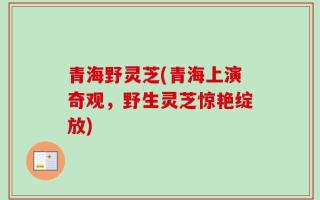 青海野灵芝(青海上演奇观，野生灵芝惊艳绽放)