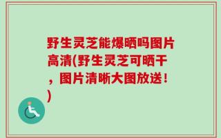 野生灵芝能爆晒吗图片高清(野生灵芝可晒干，图片清晰大图放送！)