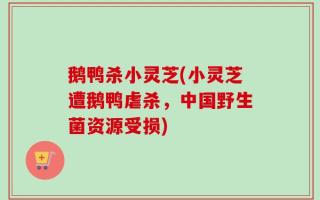 鹅鸭杀小灵芝(小灵芝遭鹅鸭虐杀，中国野生菌资源受损)