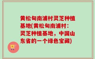 黄松甸南浦村灵芝种植基地(黄松甸南浦村：灵芝种植基地，中国山东省的一个绿色宝藏)