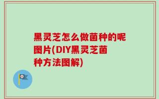 黑灵芝怎么做菌种的呢图片(DIY黑灵芝菌种方法图解)