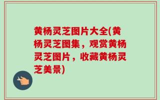 黄杨灵芝图片大全(黄杨灵芝图集，观赏黄杨灵芝图片，收藏黄杨灵芝美景)