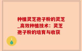 种植灵芝孢子粉的灵芝_高效种植技术：灵芝孢子粉的培育与收获