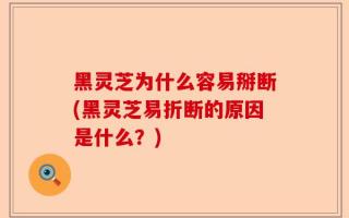 黑灵芝为什么容易掰断(黑灵芝易折断的原因是什么？)