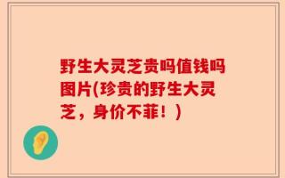 野生大灵芝贵吗值钱吗图片(珍贵的野生大灵芝，身价不菲！)