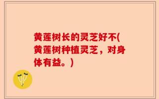 黄莲树长的灵芝好不(黄莲树种植灵芝，对身体有益。)
