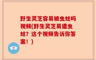 野生灵芝容易被虫蛀吗视频(野生灵芝易遭虫蛀？这个视频告诉你答案！)