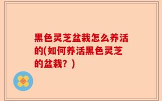 黑色灵芝盆栽怎么养活的(如何养活黑色灵芝的盆栽？)