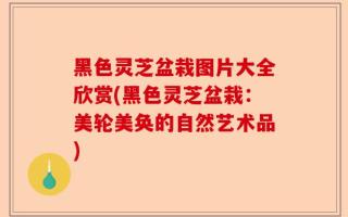 黑色灵芝盆栽图片大全欣赏(黑色灵芝盆栽：美轮美奂的自然艺术品)