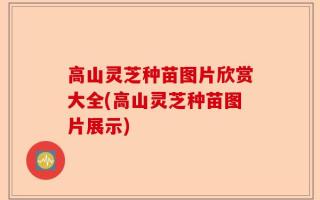 高山灵芝种苗图片欣赏大全(高山灵芝种苗图片展示)