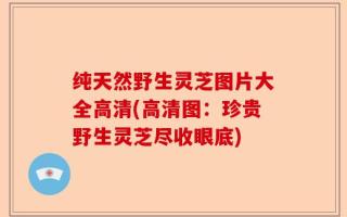 纯天然野生灵芝图片大全高清(高清图：珍贵野生灵芝尽收眼底)