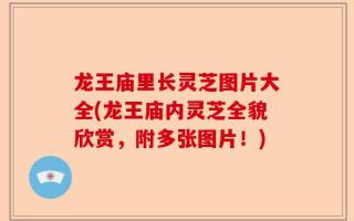 龙王庙里长灵芝图片大全(龙王庙内灵芝全貌欣赏，附多张图片！)