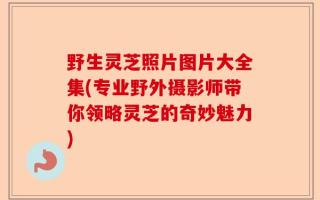野生灵芝照片图片大全集(专业野外摄影师带你领略灵芝的奇妙魅力)