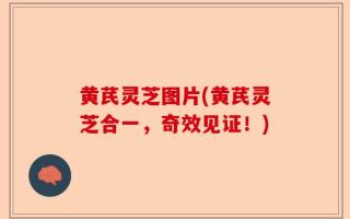 黄芪灵芝图片(黄芪灵芝合一，奇效见证！)