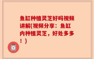 鱼缸种植灵芝好吗视频讲解(视频分享：鱼缸内种植灵芝，好处多多！)