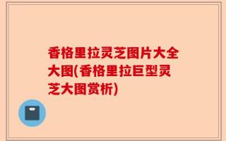 香格里拉灵芝图片大全大图(香格里拉巨型灵芝大图赏析)