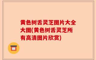 黄色树舌灵芝图片大全大图(黄色树舌灵芝所有高清图片欣赏)