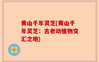 黄山千年灵芝(黄山千年灵芝：古老动植物交汇之地)