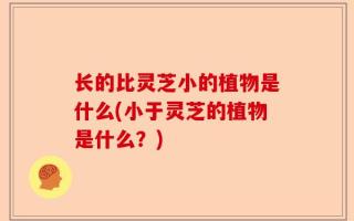 长的比灵芝小的植物是什么(小于灵芝的植物是什么？)