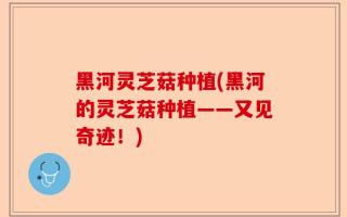 黑河灵芝菇种植(黑河的灵芝菇种植——又见奇迹！)