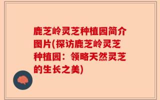 鹿芝岭灵芝种植园简介图片(探访鹿芝岭灵芝种植园：领略天然灵芝的生长之美)