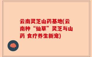 云南灵芝山药基地(云南种“仙草”灵芝与山药 食疗养生新宠)