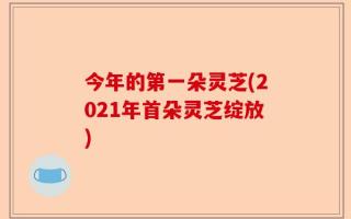 今年的第一朵灵芝(2021年首朵灵芝绽放)