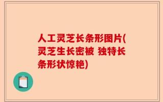 人工灵芝长条形图片(灵芝生长密被 独特长条形状惊艳)