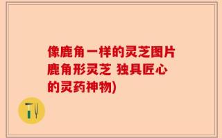 像鹿角一样的灵芝图片鹿角形灵芝 独具匠心的灵药神物)