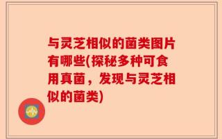 与灵芝相似的菌类图片有哪些(探秘多种可食用真菌，发现与灵芝相似的菌类)