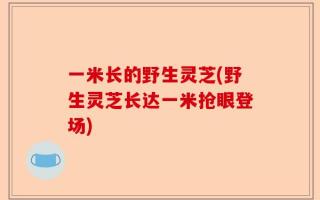 一米长的野生灵芝(野生灵芝长达一米抢眼登场)