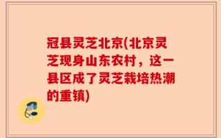 冠县灵芝北京(北京灵芝现身山东农村，这一县区成了灵芝栽培热潮的重镇)