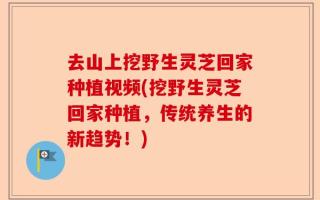 去山上挖野生灵芝回家种植视频(挖野生灵芝回家种植，传统养生的新趋势！)