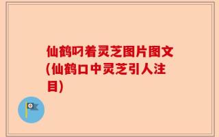 仙鹤叼着灵芝图片图文(仙鹤口中灵芝引人注目)