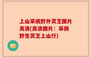 上山采摘野外灵芝图片高清(高清图片：采摘野生灵芝上山行)