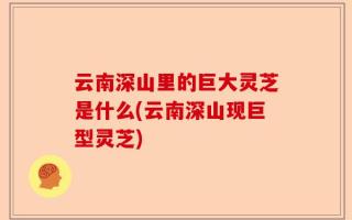 云南深山里的巨大灵芝是什么(云南深山现巨型灵芝)