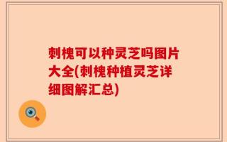 刺槐可以种灵芝吗图片大全(刺槐种植灵芝详细图解汇总)