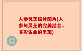 人参灵芝照片图片(人参与灵芝的完美结合，多彩生命的呈现)