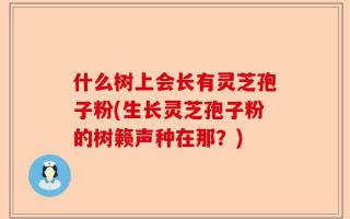 什么树上会长有灵芝孢子粉(生长灵芝孢子粉的树籁声种在那？)