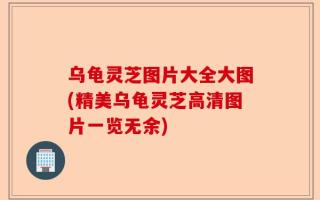 乌龟灵芝图片大全大图(精美乌龟灵芝高清图片一览无余)