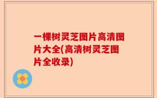 一棵树灵芝图片高清图片大全(高清树灵芝图片全收录)