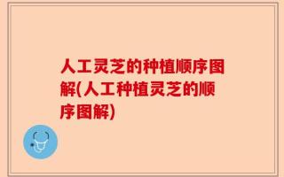 人工灵芝的种植顺序图解(人工种植灵芝的顺序图解)