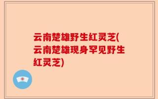 云南楚雄野生红灵芝(云南楚雄现身罕见野生红灵芝)