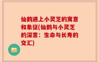 仙鹤遇上小灵芝的寓意和象征(仙鹤与小灵芝的深意：生命与长寿的交汇)