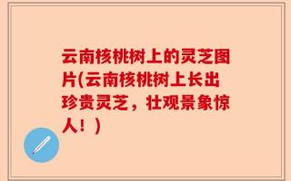 云南核桃树上的灵芝图片(云南核桃树上长出珍贵灵芝，壮观景象惊人！)