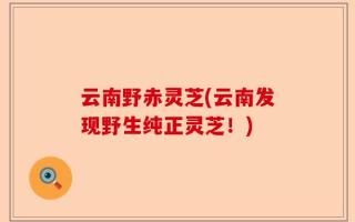 云南野赤灵芝(云南发现野生纯正灵芝！)