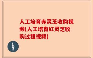 人工培育赤灵芝收购视频(人工培育红灵芝收购过程视频)