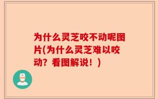 为什么灵芝咬不动呢图片(为什么灵芝难以咬动？看图解说！)