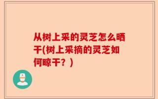 从树上采的灵芝怎么晒干(树上采摘的灵芝如何晾干？)