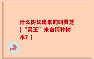 什么树长出来的叫灵芝(“灵芝”来自何种树木？)